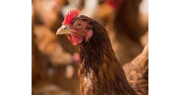 The Open Wing Alliance and Over 42,000 Consumers Urge Kewpie Corporation to Practice Global Equity by Sourcing Cage-Free Eggs Worldwide