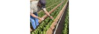 BioSafe Systems’ SaniDate® WTO is the First EPA-Registered Product to Reduce and Control Foodborne Bacterial Pathogens in Agricultural Irrigation Water for Organic Production
