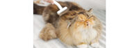 dancemoon Launches Its First PawRake Designed for Direct Use on Medium-Long Haired Pets