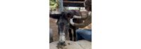Innocan Pharma’s Liposomal CBD Injection Shows Breakthrough Pain Relief in Elderly Donkey with Osteoarthritis